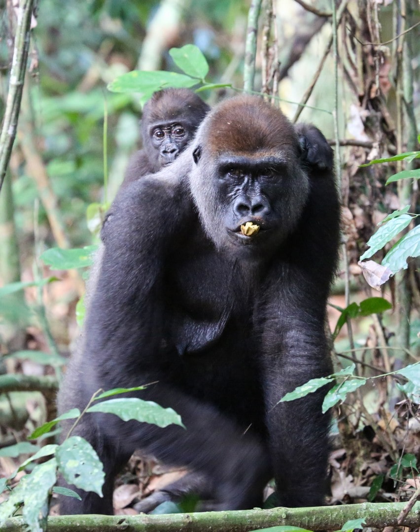 Gorilla carrying baby