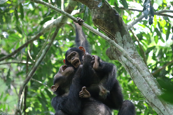 Chimps playing