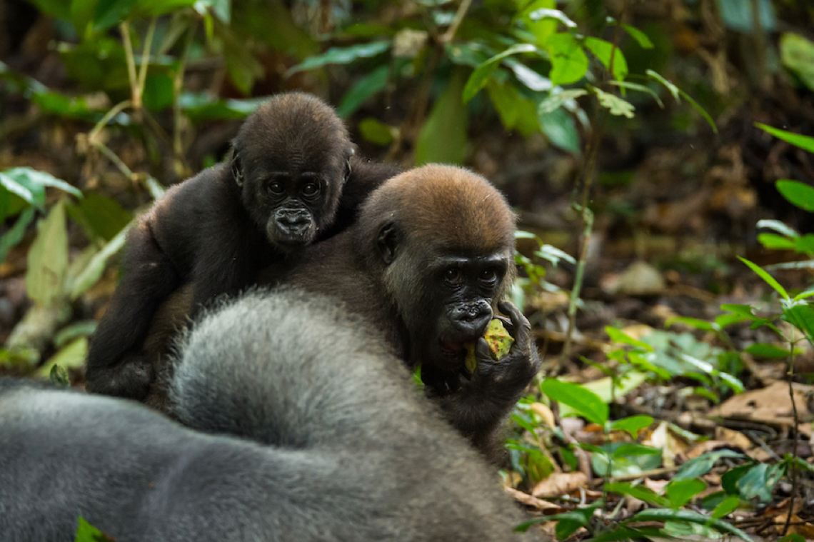 Mom and daughter chimps