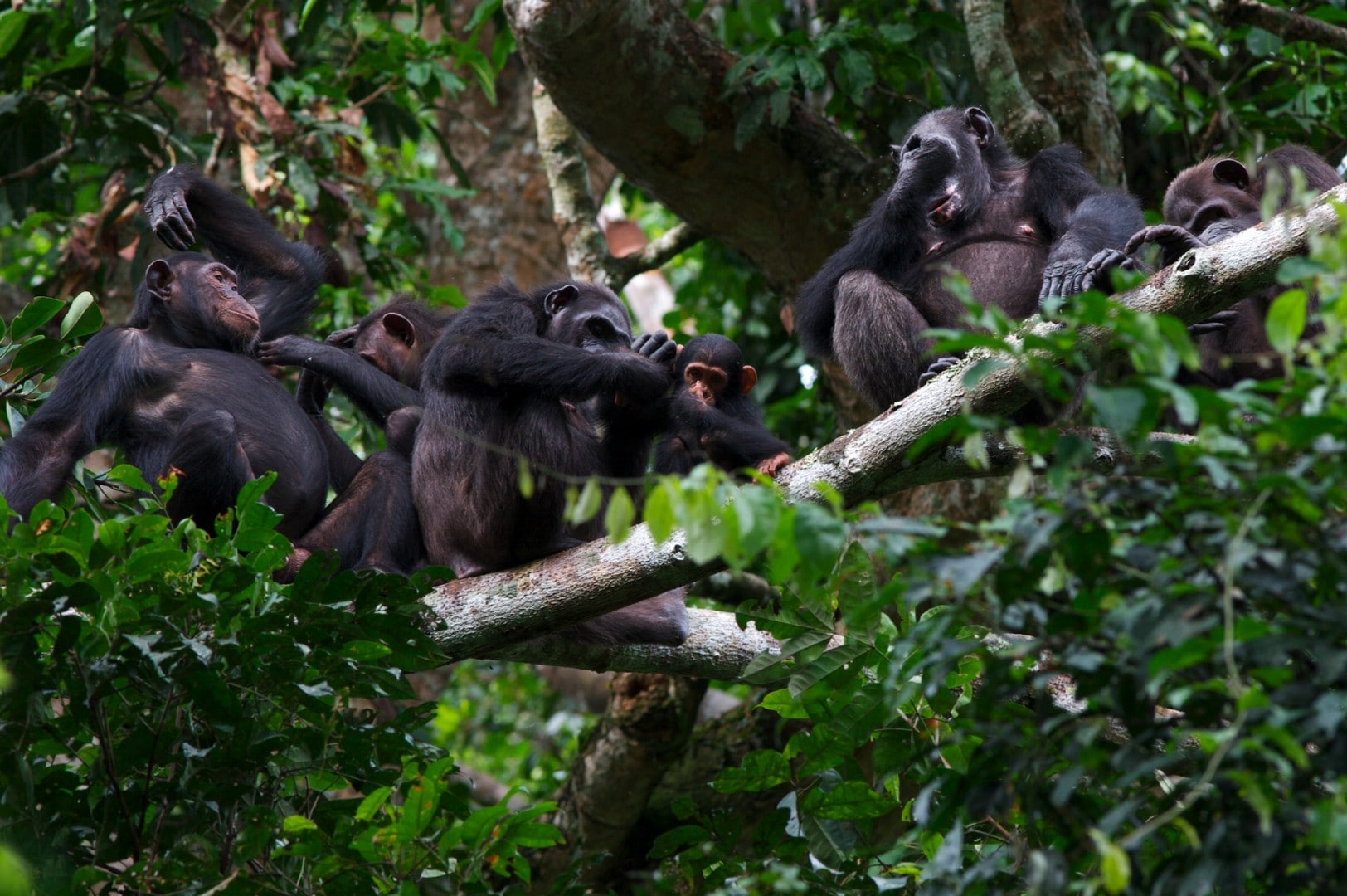 Group of gorillas
