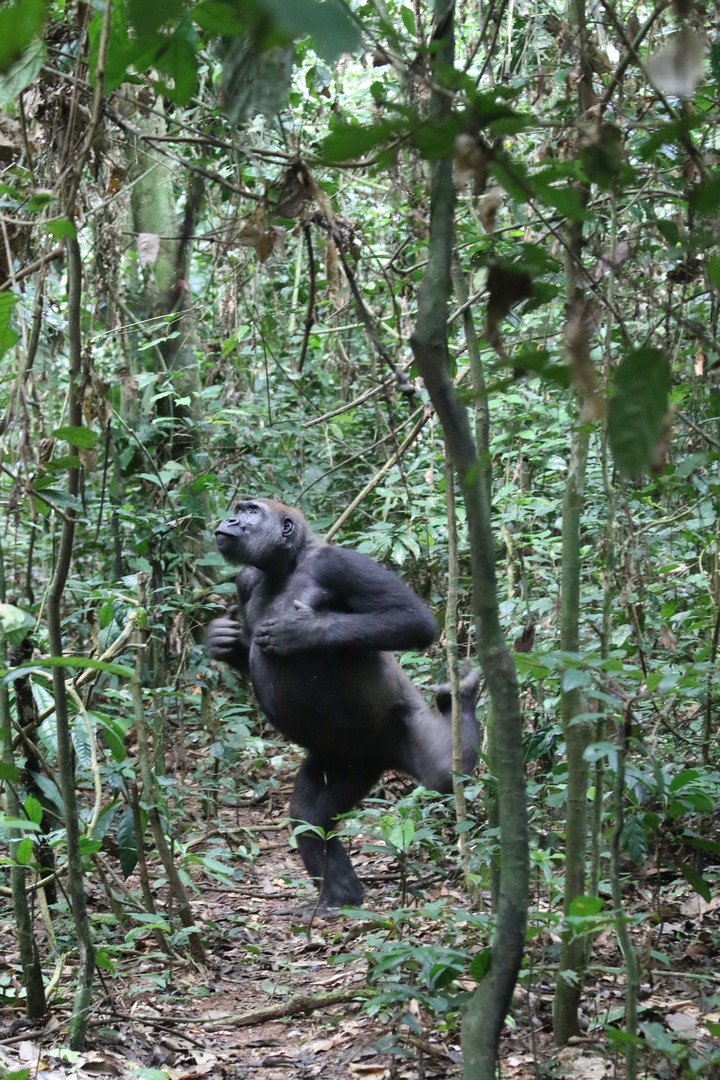 Gorilla Beating Chest