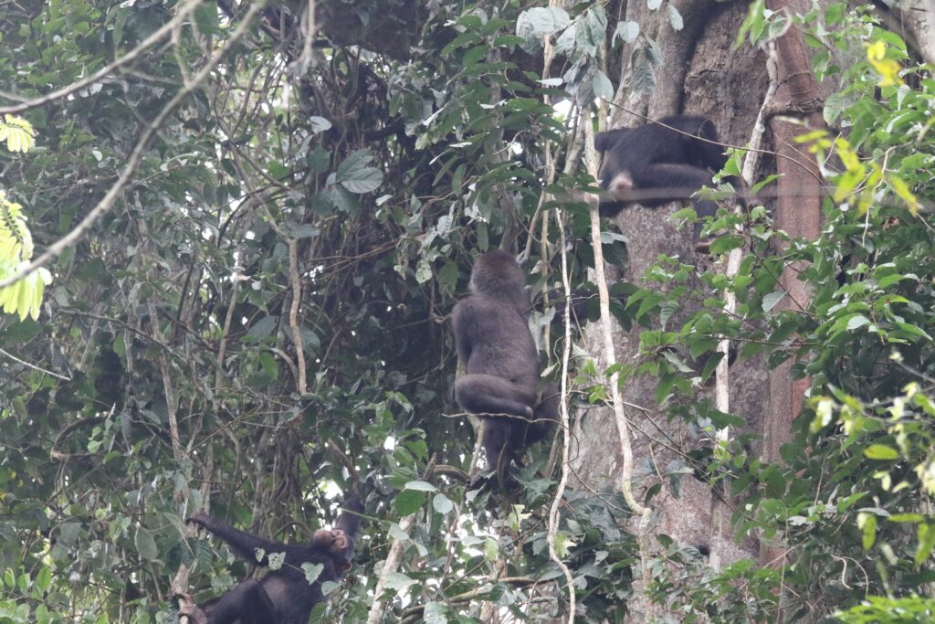 Gorilla And Chimpanzee Coexistence CONGO APES   Gorilla Chimp GTAP@SBrogan 1024x683 