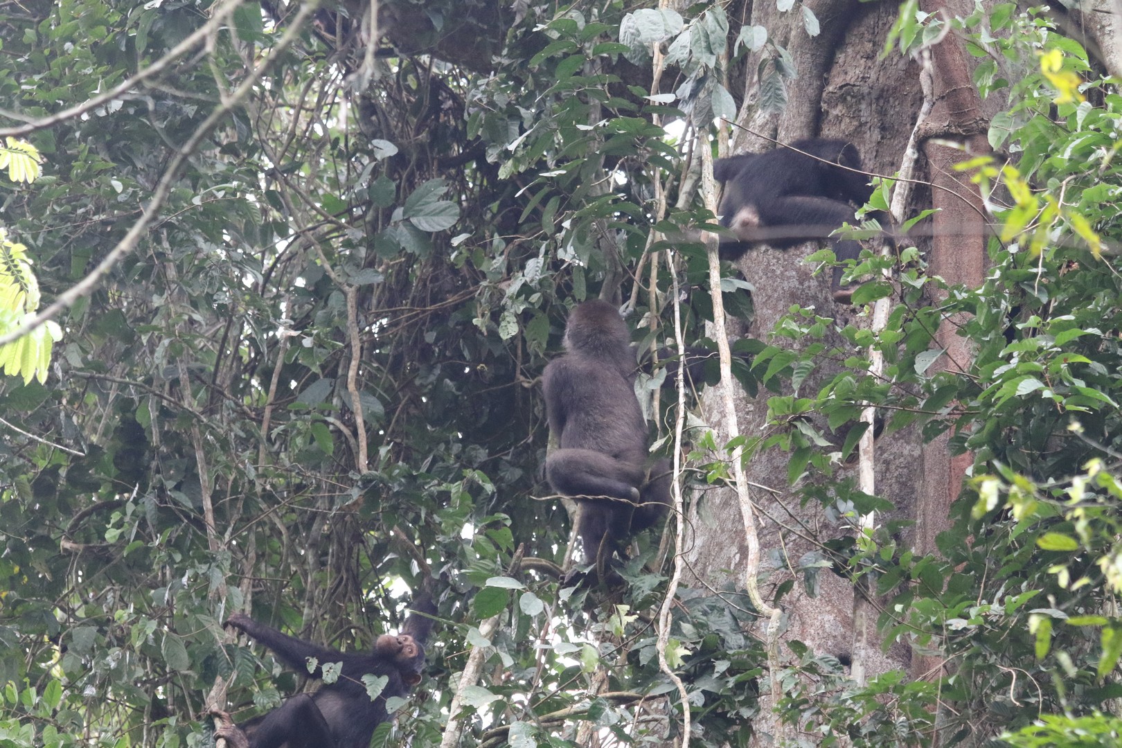 Gorilla and Chimpanzee Coexistence - CONGO-APES