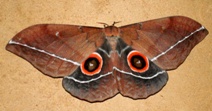 Identify this moth?
