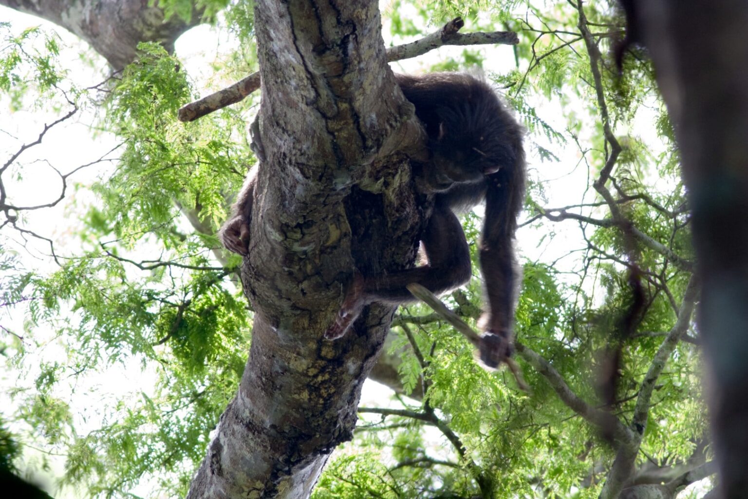 Discovering Ape Culture CONGOAPES