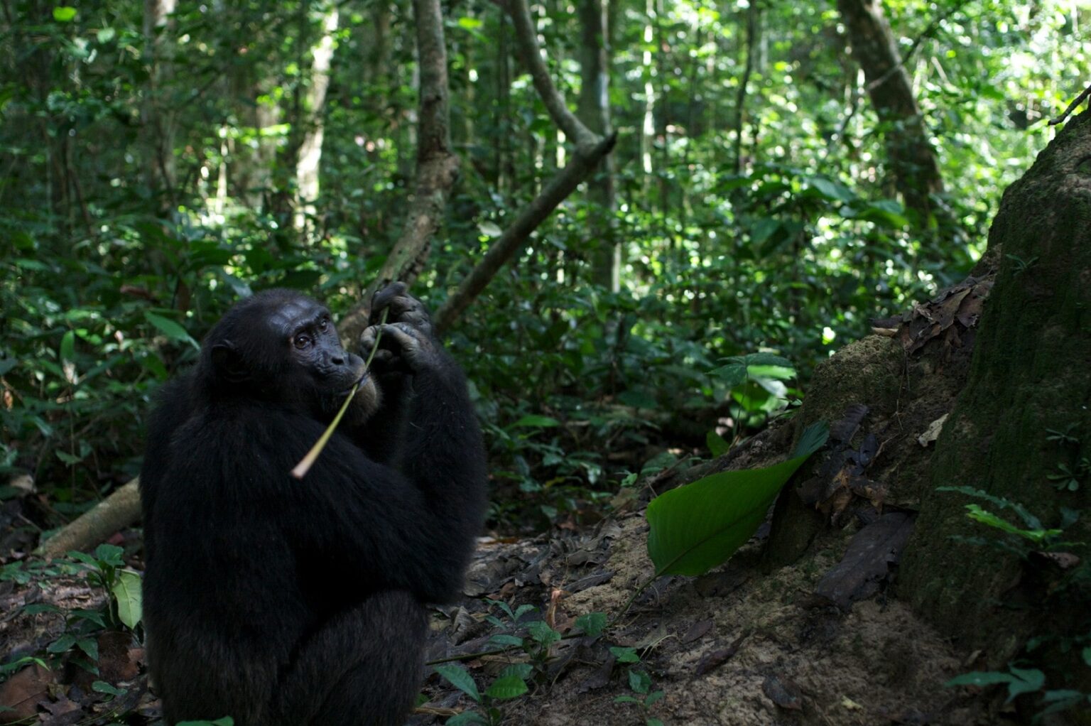 Discovering Ape Culture CONGOAPES
