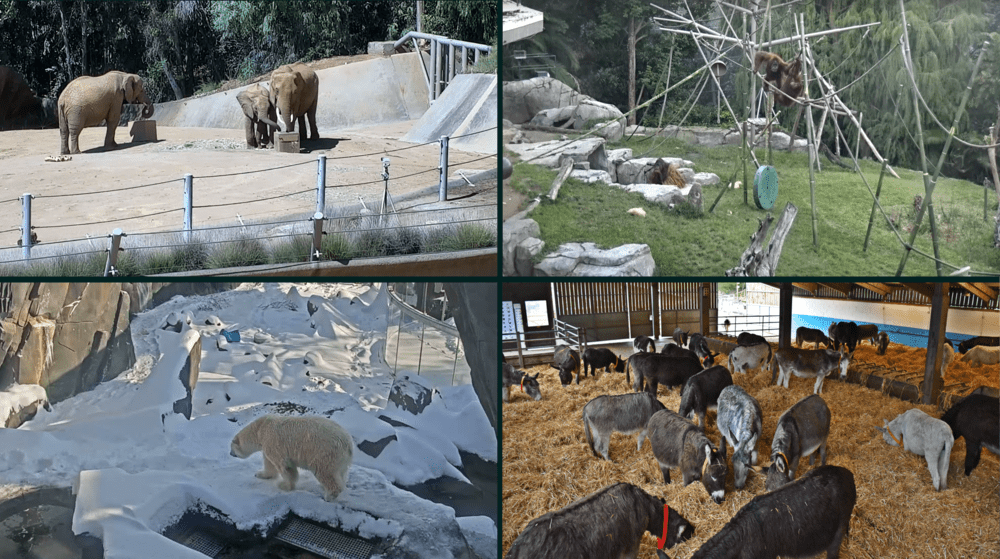 Examples of live animal webcams